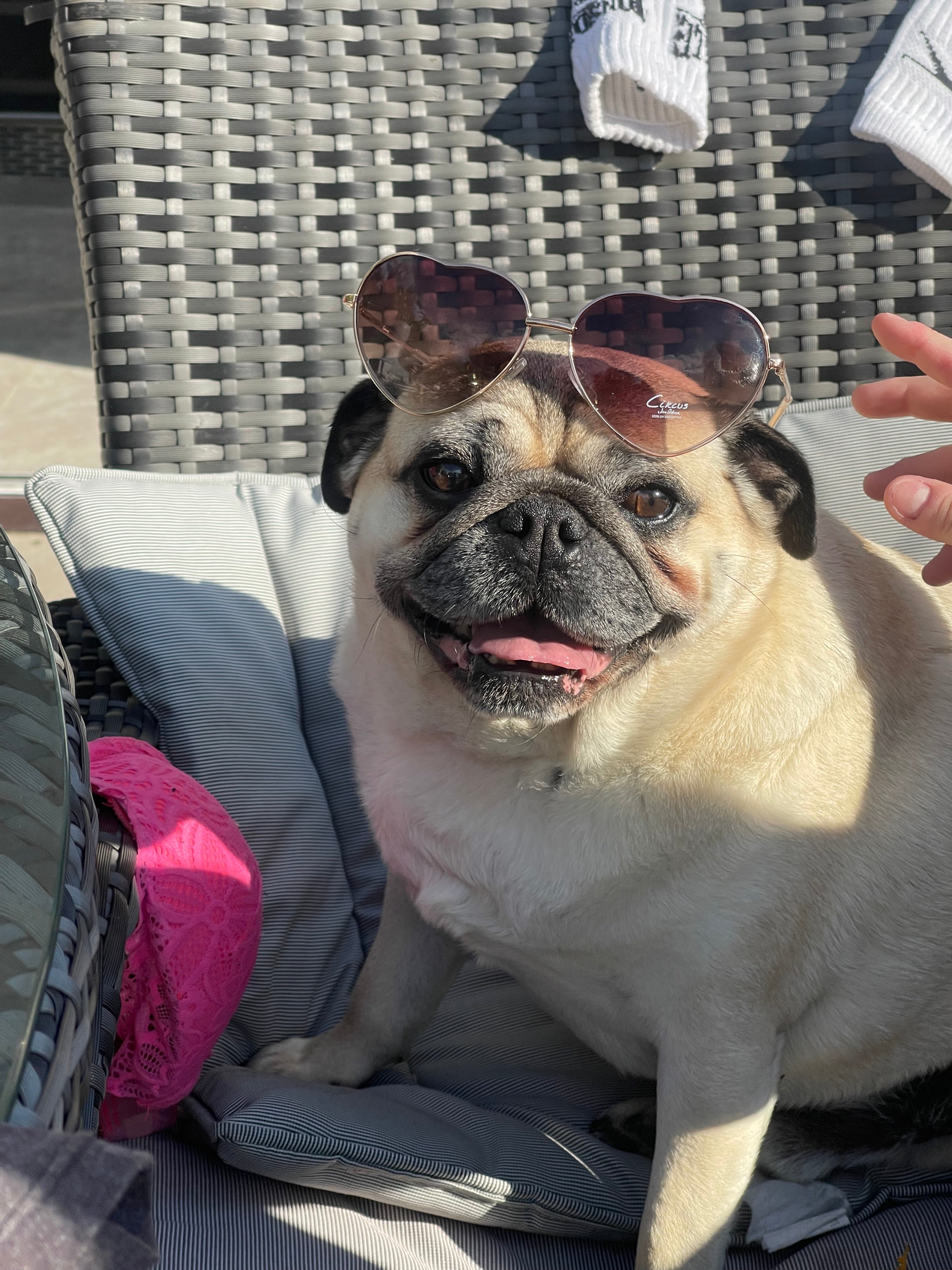 Silly Dogs: why we absolutely Love this Goofy Side